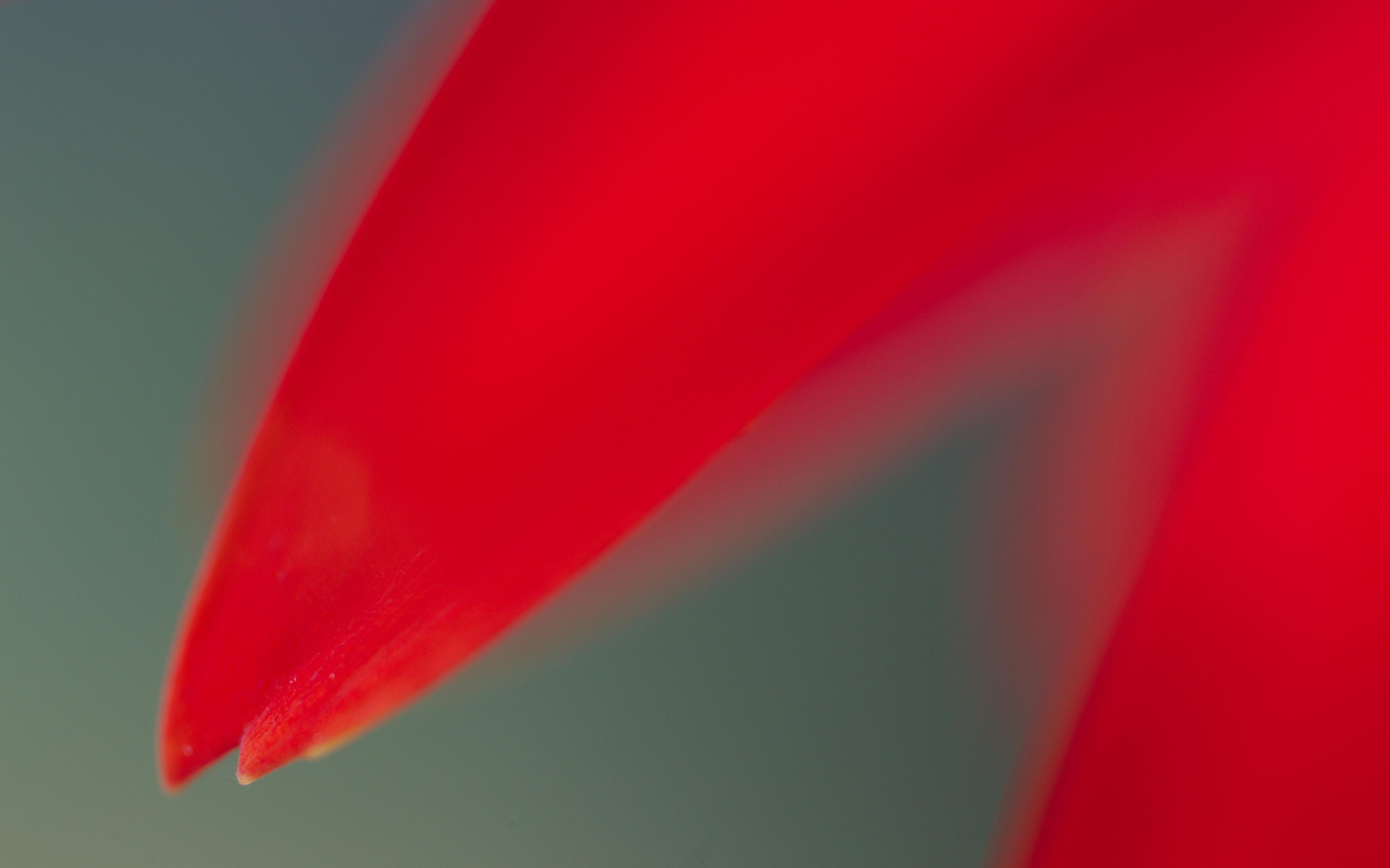 Abstract Red Flower Petal Macro - 4K Background Abstract Red Flower Petal Macro - Macro Photography 4K Wallpaper (3840x2400)