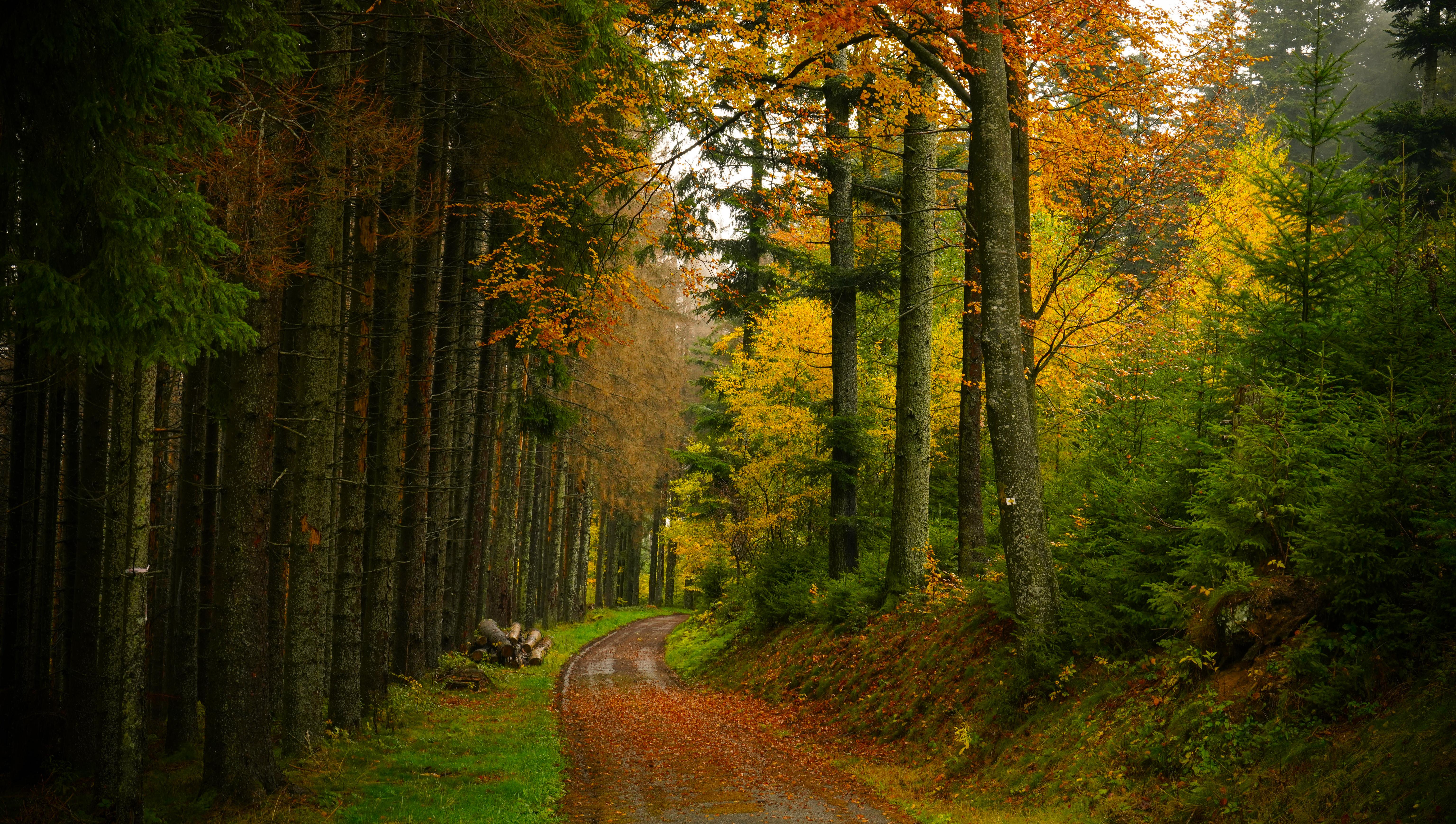 Autumn Forest, Nature Photography, Woodland Path, Fall Scenery Wallpaper in 5K resolution (6144x3478) Autumn Forest, Nature Photography, Woodland Path, Fall Scenery 5K Wallpaper Background (6144x3478)