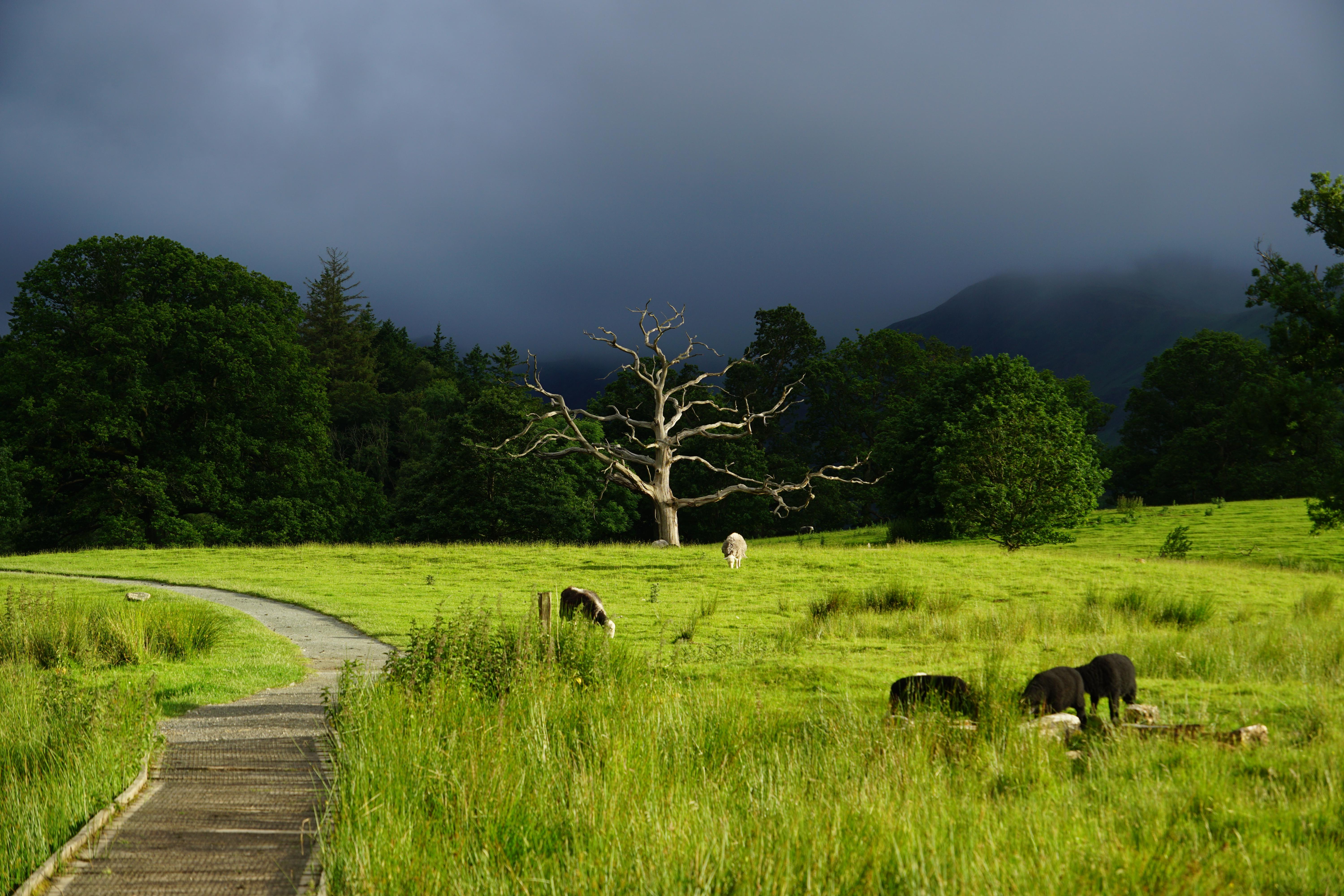 Bare Tree in Green Meadow - 5K Background Bare Tree in Green Meadow - Landscape Photography 5K Wallpaper (6000x4000)