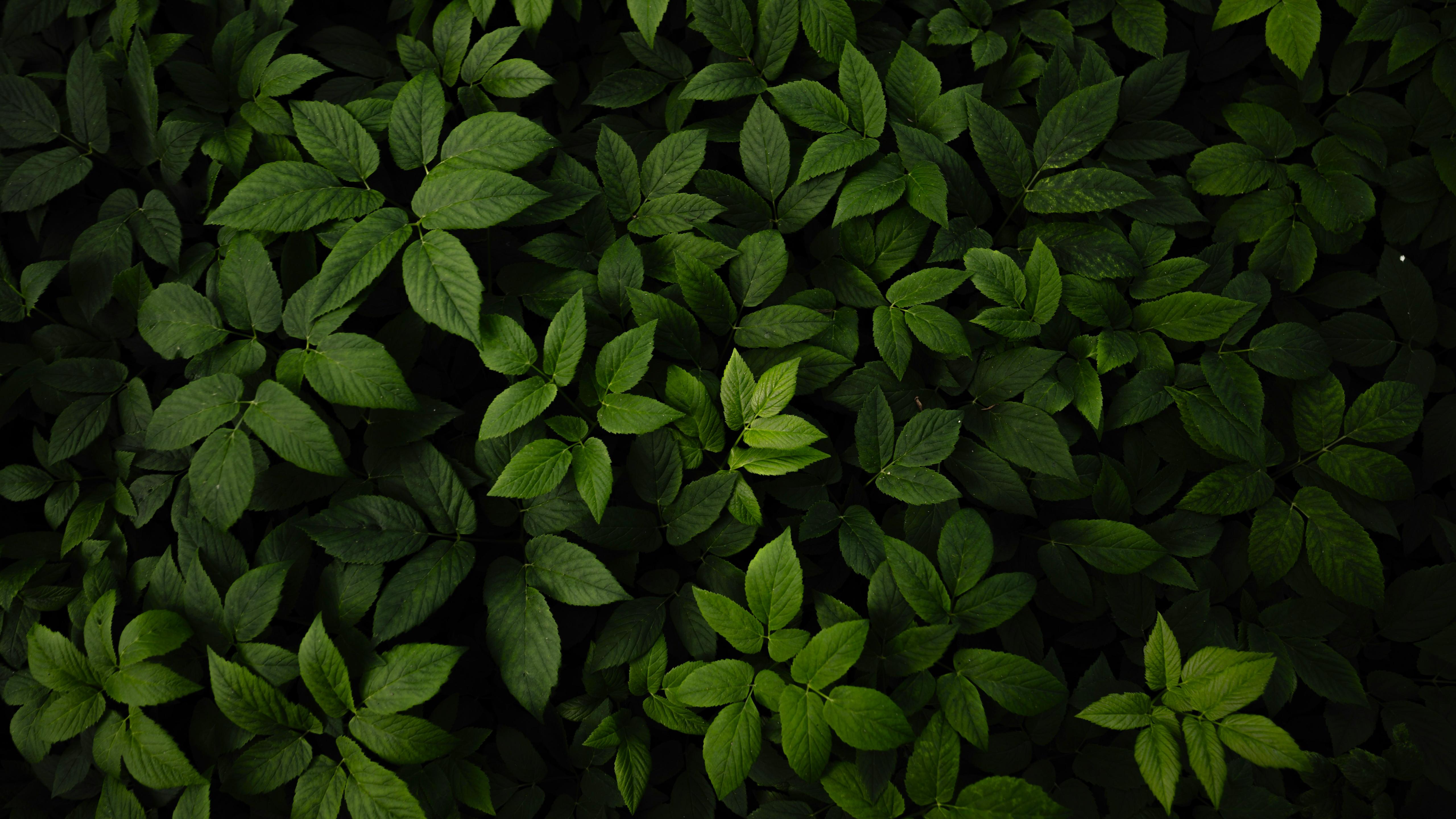 Dense Green Foliage Background - 5K Background Dense Green Foliage Background - Nature Photography 5K Wallpaper (5120x2880)