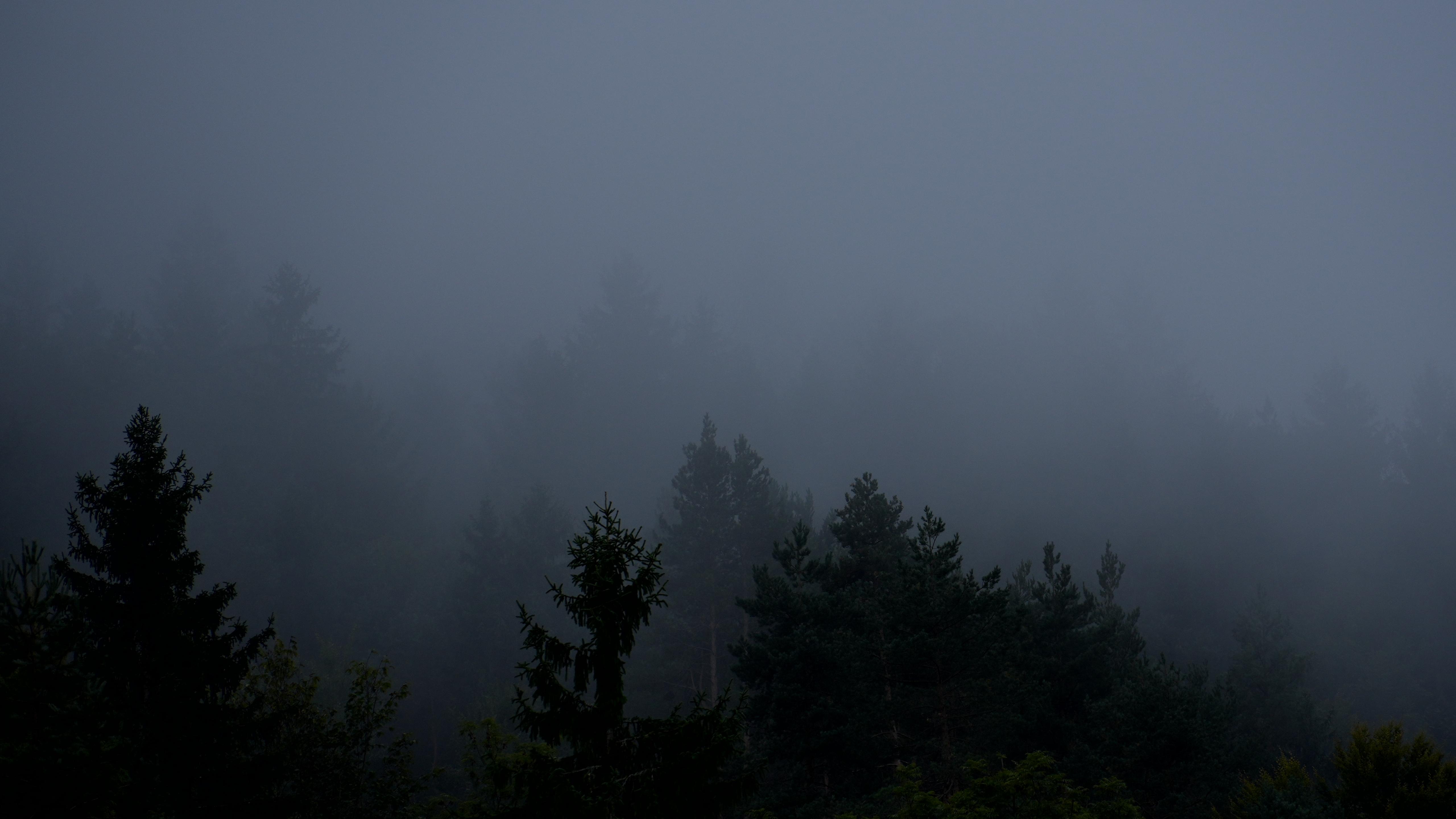 Foggy Forest, Atmospheric, Misty Landscape, Dark Nature Wallpaper in 5K resolution (5120x2880) Foggy Forest, Atmospheric, Misty Landscape, Dark Nature 5K Wallpaper Background (5120x2880)