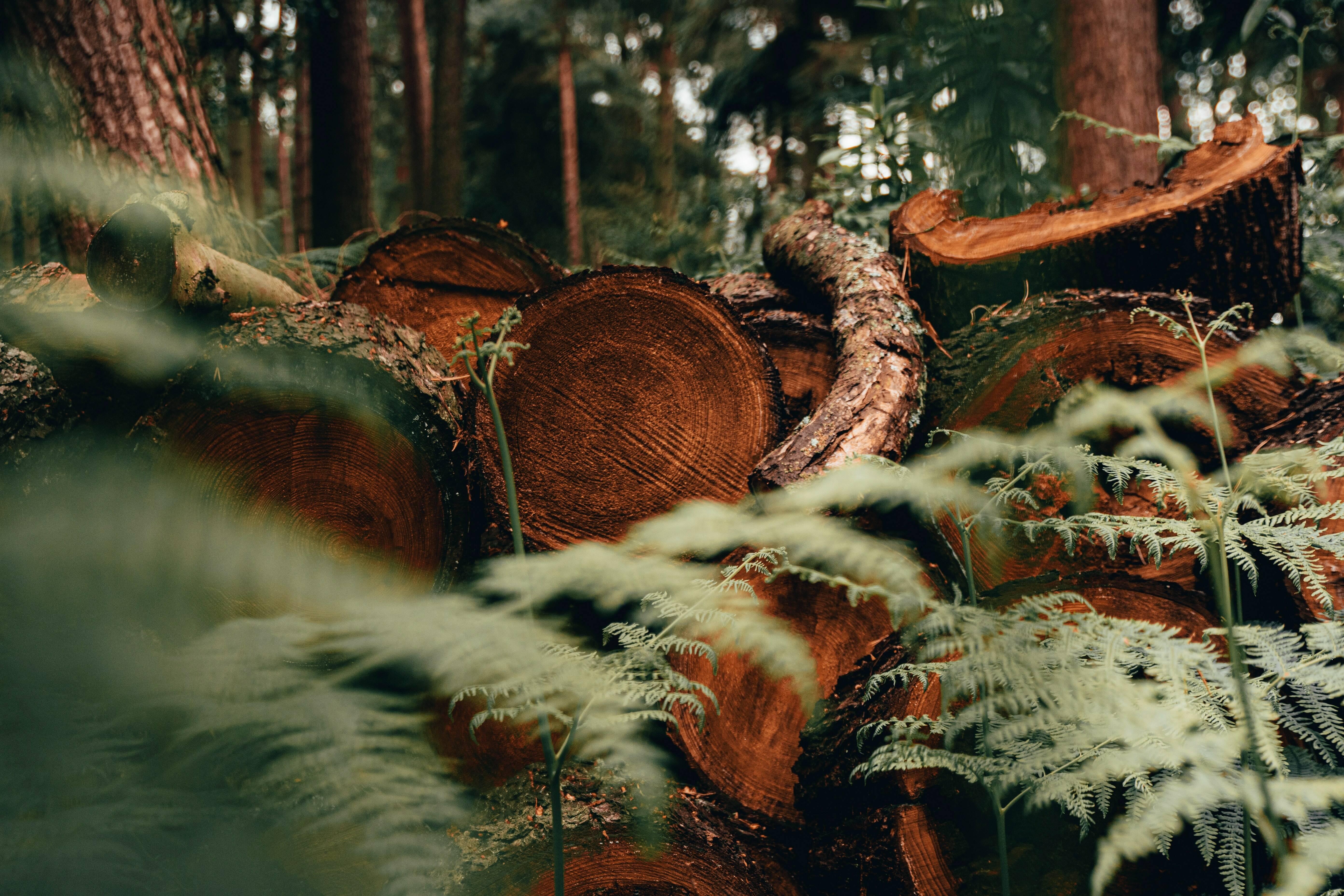 Freshly Cut Forest Logs - 5K Background Freshly Cut Forest Logs - Nature Photography 5K Wallpaper (5568x3712)