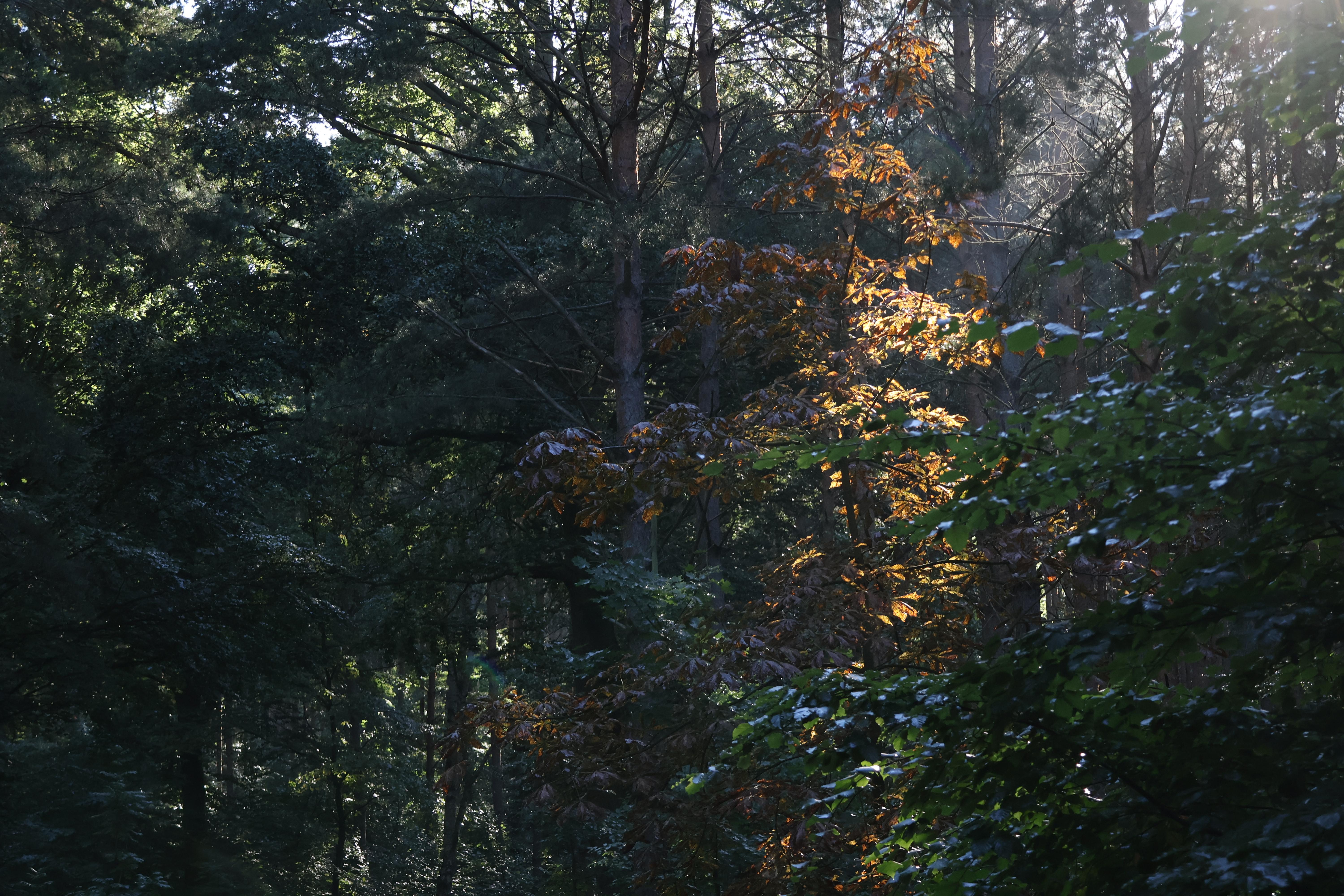 Golden Sunlight On Forest Leaves - 5K Background Golden Sunlight On Forest Leaves - Nature Photography 5K Wallpaper (6000x4000)