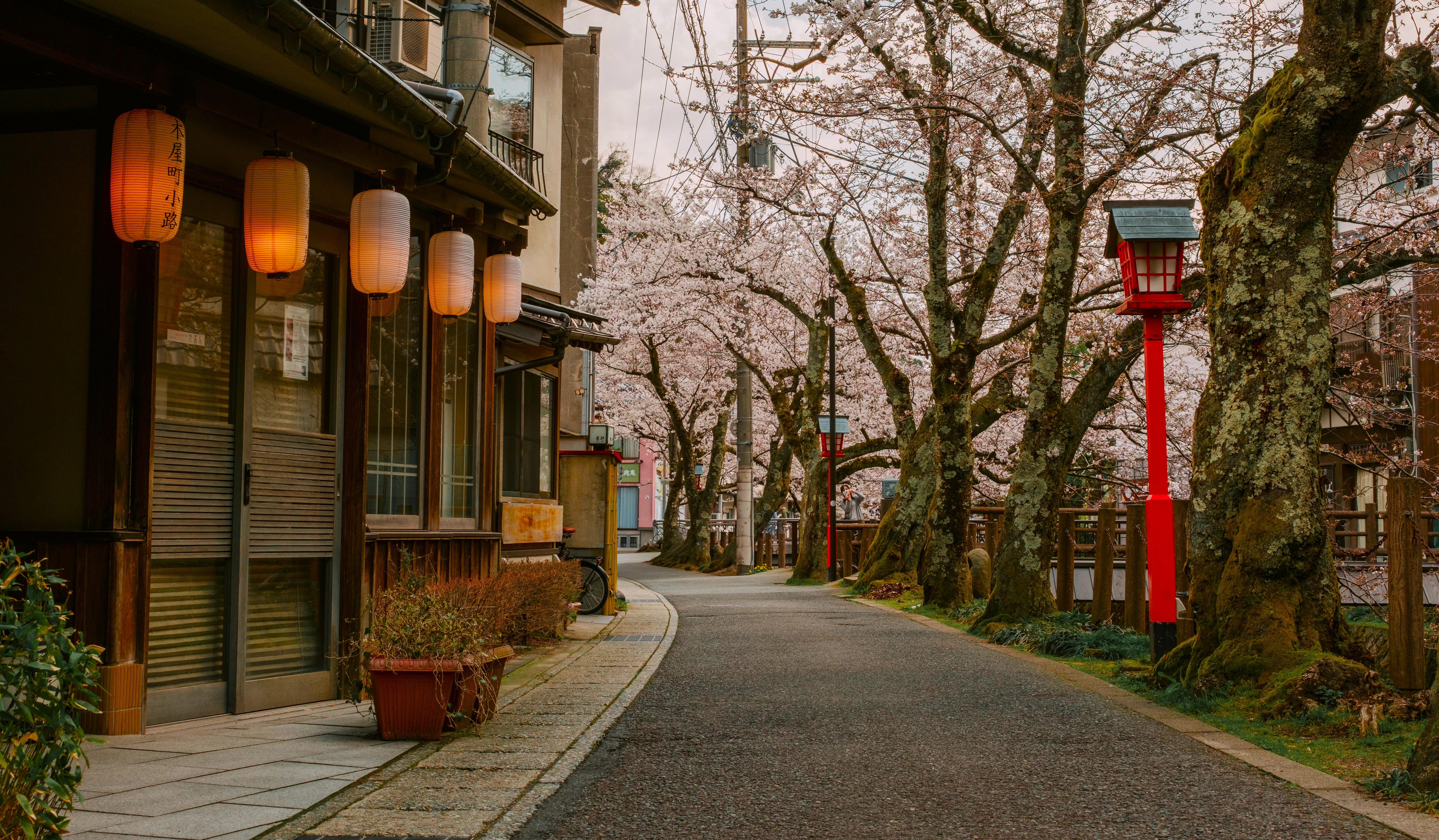 Japan, Cherry Blossoms, Street Photography, Lanterns Wallpaper in 5K resolution (6144x3587) Japan, Cherry Blossoms, Street Photography, Lanterns 5K Wallpaper Background (6144x3587)