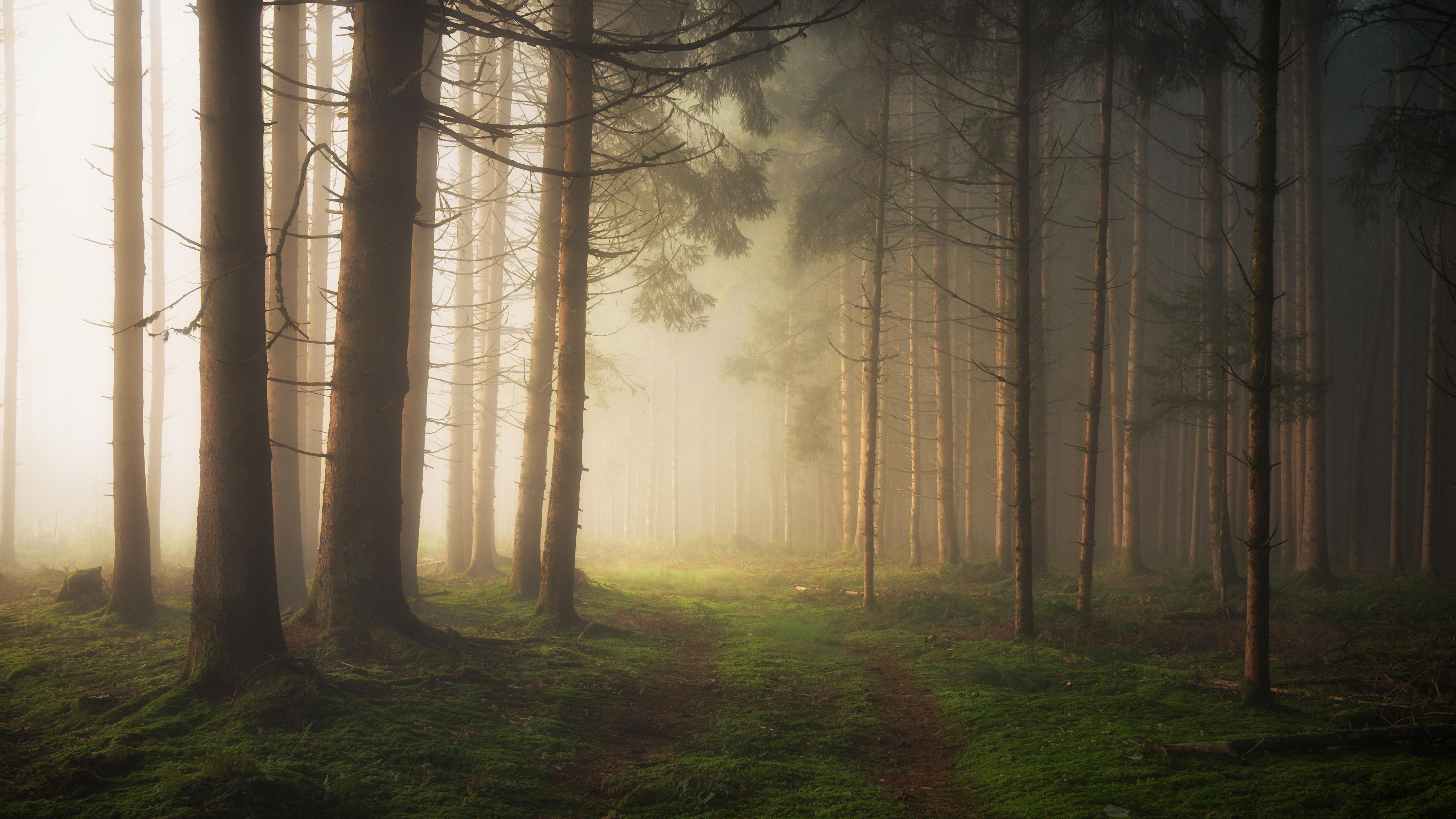 Misty Pine Forest Path - 5K Background Misty Pine Forest Path - Nature Photography 5K Wallpaper (5120x2880)