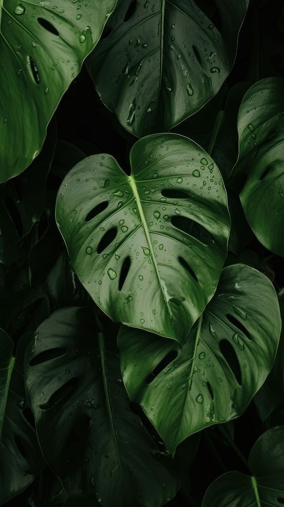 Monstera Leaves With Water Droplets - iPhone Background Monstera Leaves With Water Droplets - Macro Nature Photography iPhone Wallpaper (561x1000)