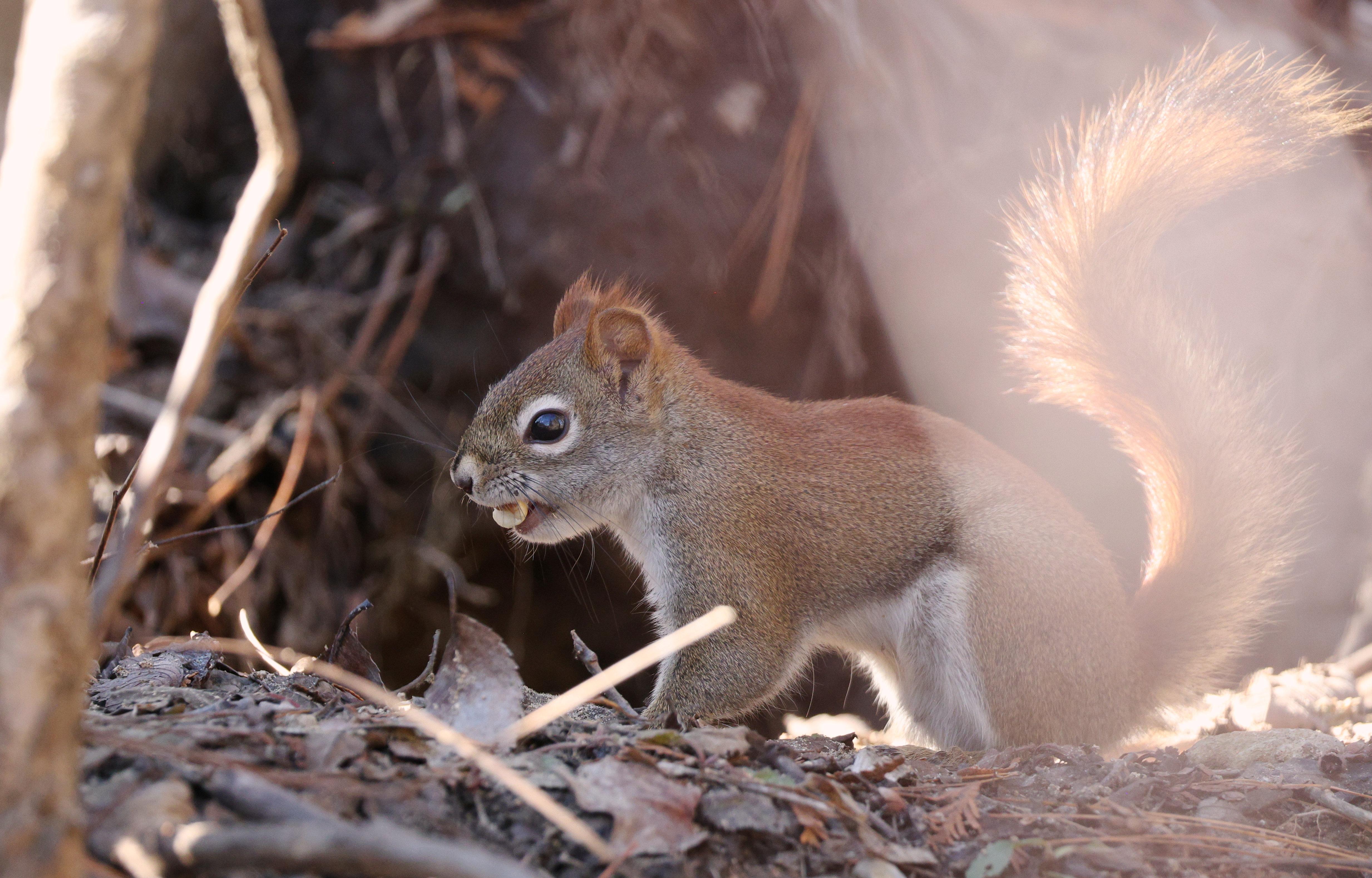 Red Squirrel With Nut - 4K Background Red Squirrel With Nut - Wildlife Photography 4K Wallpaper (4932x3158)