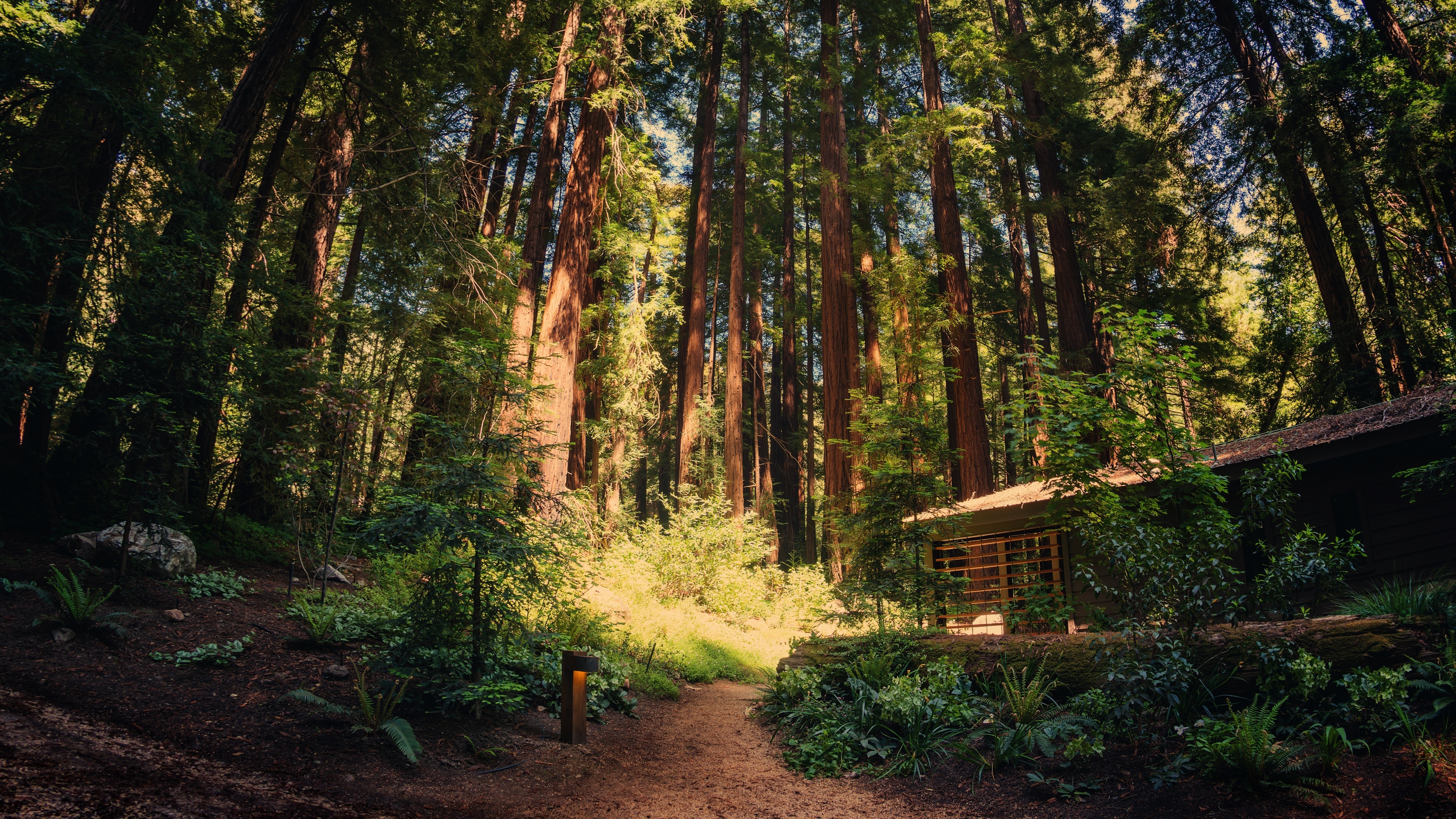 Redwood Forest, Nature, Hiking Trail, Cabin Wallpaper in 4K resolution (3840x2160) Redwood Forest, Nature, Hiking Trail, Cabin 4K Wallpaper Background (3840x2160)