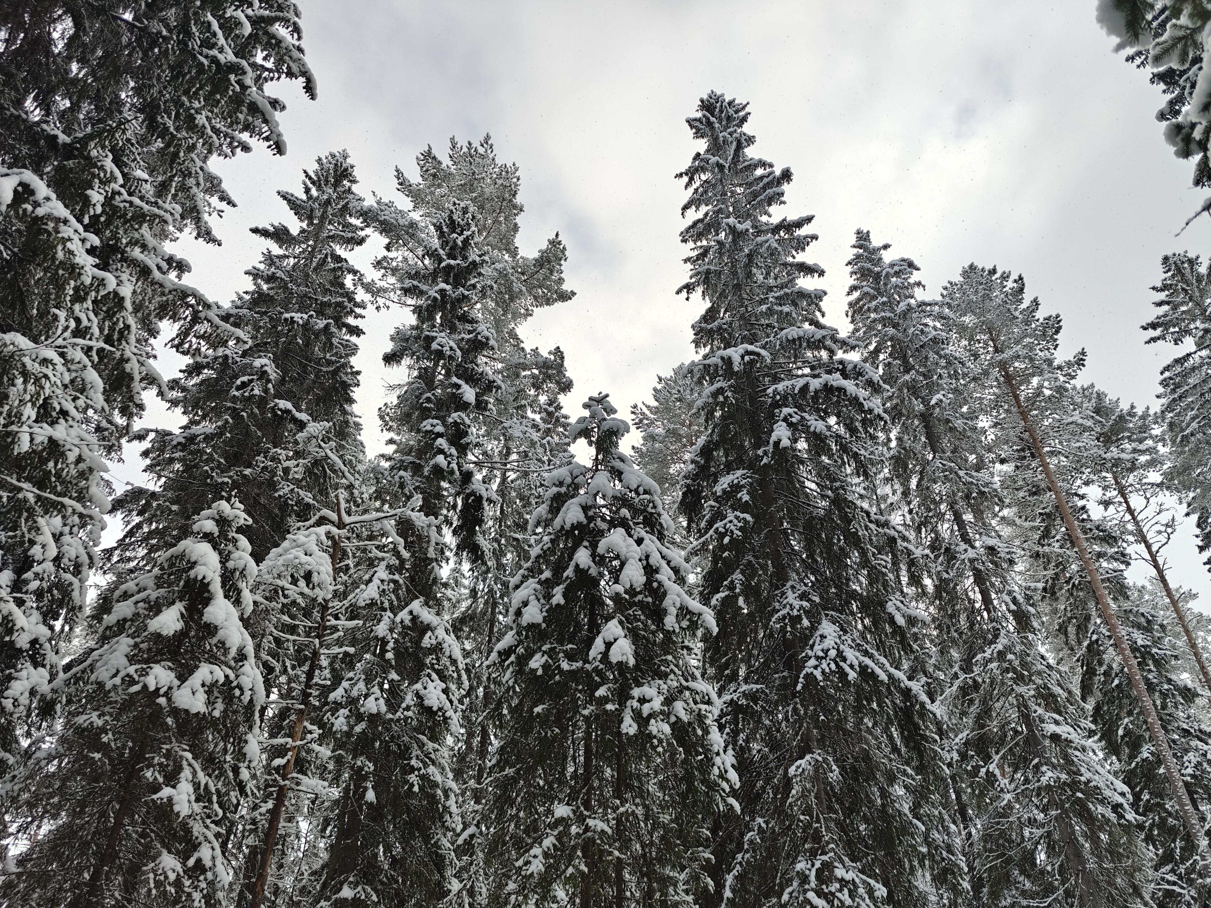Snowy Pine Tree Canopy - 4K Background Snowy Pine Tree Canopy - Nature Photography 4K Wallpaper (4096x3072)