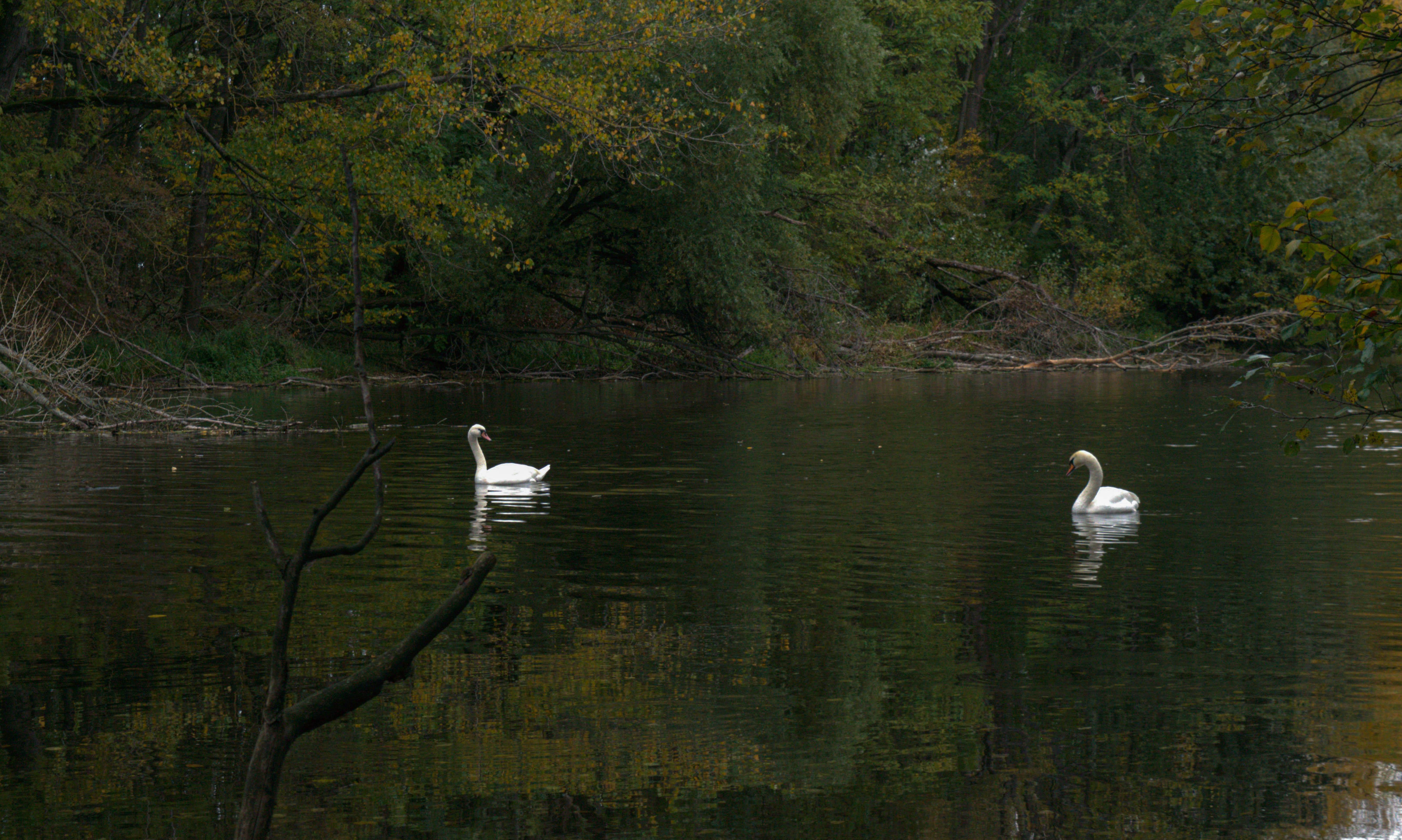 Two Swans on a Quiet Lake - 5K Background Two Swans on a Quiet Lake - Nature Photography 5K Wallpaper (5327x3193)