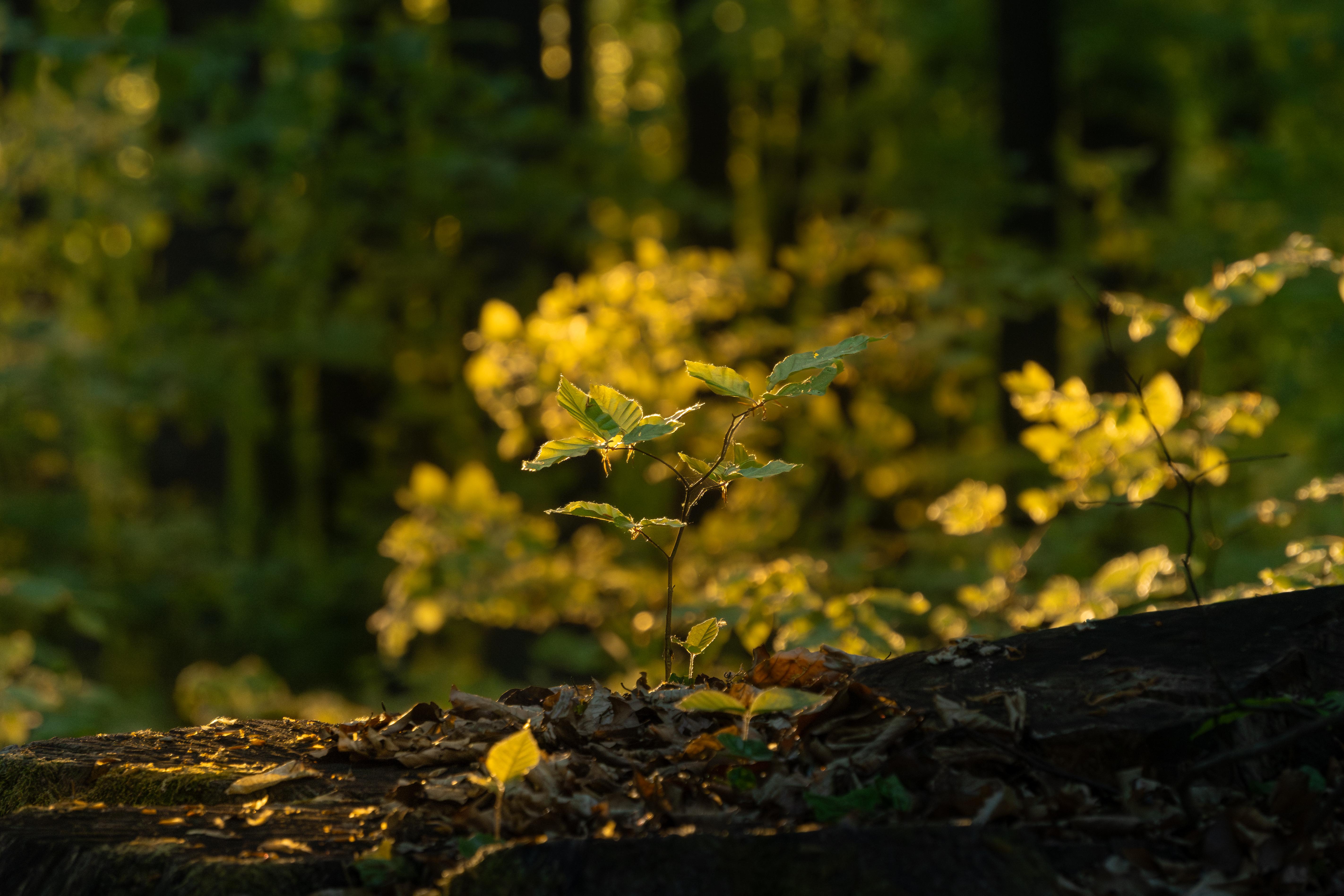 Young Sapling In Golden Sunlight - 5K Background Young Sapling In Golden Sunlight - Nature Photography 5K Wallpaper (5688x3792)